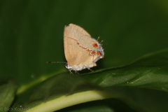 Calycopis origo