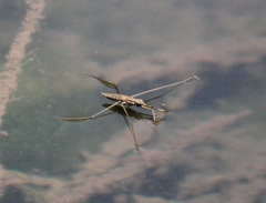 Aquarius chilensis