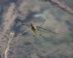 Aquarius chilensis