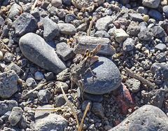 Trimerotropis ochraceipennis