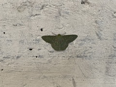 Ophthalmitis