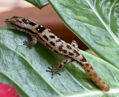 Sphaerodactylus macrolepis
