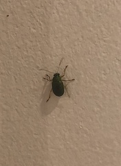 Colaspis