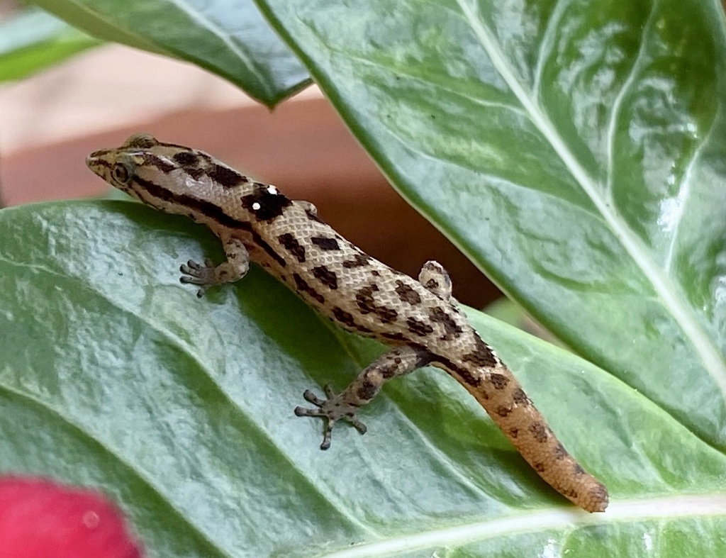 Big-Scaled Least Gecko