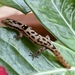 Big-scaled Dwarf Gecko - Photo (c) Sarka Martinez, some rights reserved (CC BY-NC-SA), uploaded by Sarka Martinez