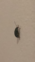 Colaspis