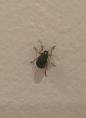 Colaspis