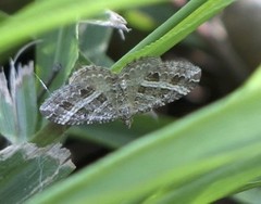 Chrysolarentia subrectaria