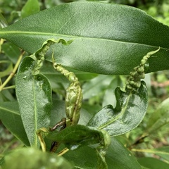 Klambothrips myopori