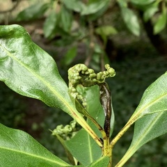 Klambothrips myopori
