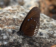 Euploea algea