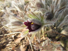 Pulsatilla cernua