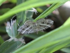 Chrysolarentia subrectaria