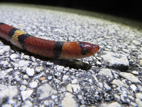 Cemophora coccinea