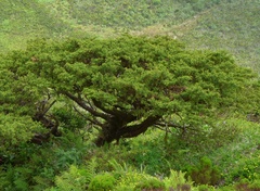 Juniperus brevifolia