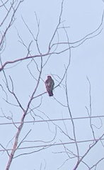 Buteo jamaicensis