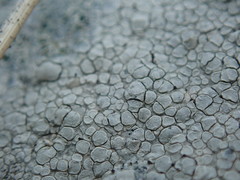 Lecanora rupicola