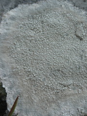 Lecanora rupicola