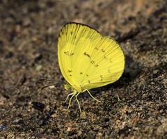 Eurema ada