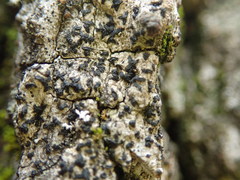 Alyxoria varia
