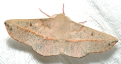 Antictenia punctunculus