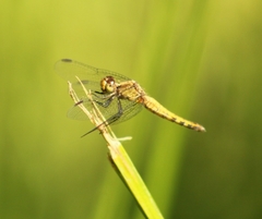 Erythrodiplax connata