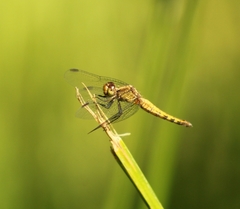 Erythrodiplax connata