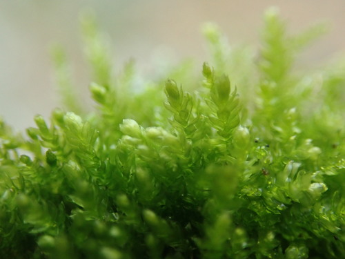 Image of Scleropodium touretii by no rights reserved