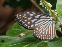 Ideopsis vulgaris macrina