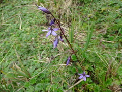 Gentianella rapunculoides