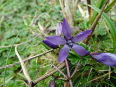 Gentianella rapunculoides