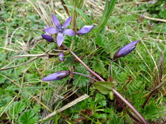 Gentianella rapunculoides