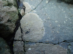 Arthonia phaeobaea