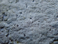 Arthonia phaeobaea