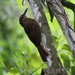 Northern Barred-Woodcreeper - Photo (c) Ricard Busquets Reverte, some rights reserved (CC BY), uploaded by Ricard Busquets Reverte