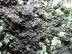 Fuscopannaria maritima
