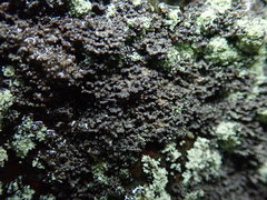Fuscopannaria maritima