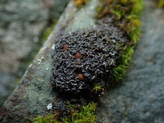 Fuscopannaria maritima