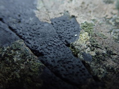 Hydropunctaria maura