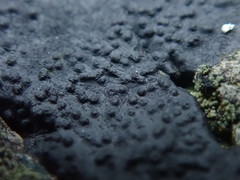 Hydropunctaria maura