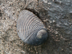 Nerita balteata