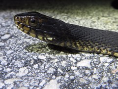 Nerodia fasciata × clarkii