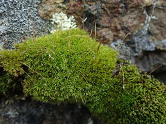 Hymenoloma crispulum