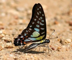 Graphium bathycles