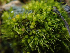 Pleuridium acuminatum