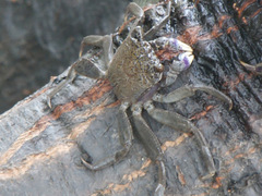 Episesarma versicolor