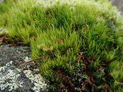 Dicranum howellii
