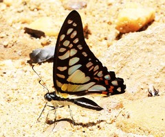 Graphium bathycles