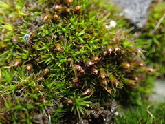 Schistidium maritimum