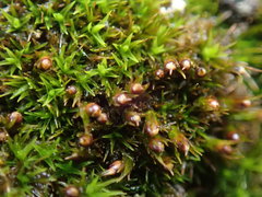 Schistidium maritimum
